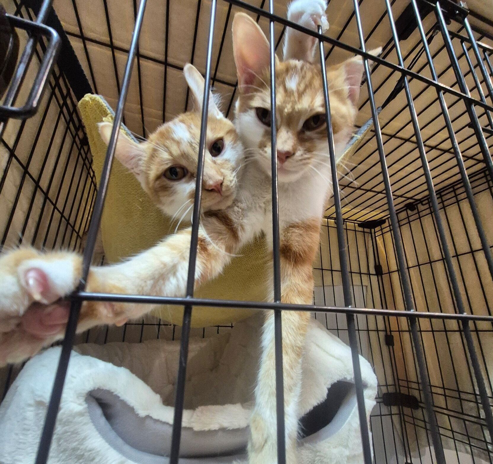 ハンモックの中でぎゅうぎゅうになる2匹