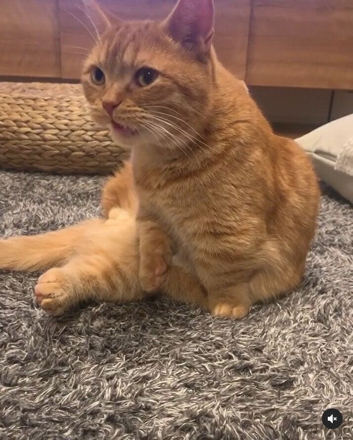 クサ顔をするマンチカン猫のうにくん