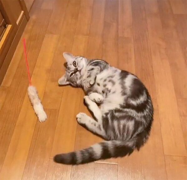 お出迎えしてくれるあんみつちゃん