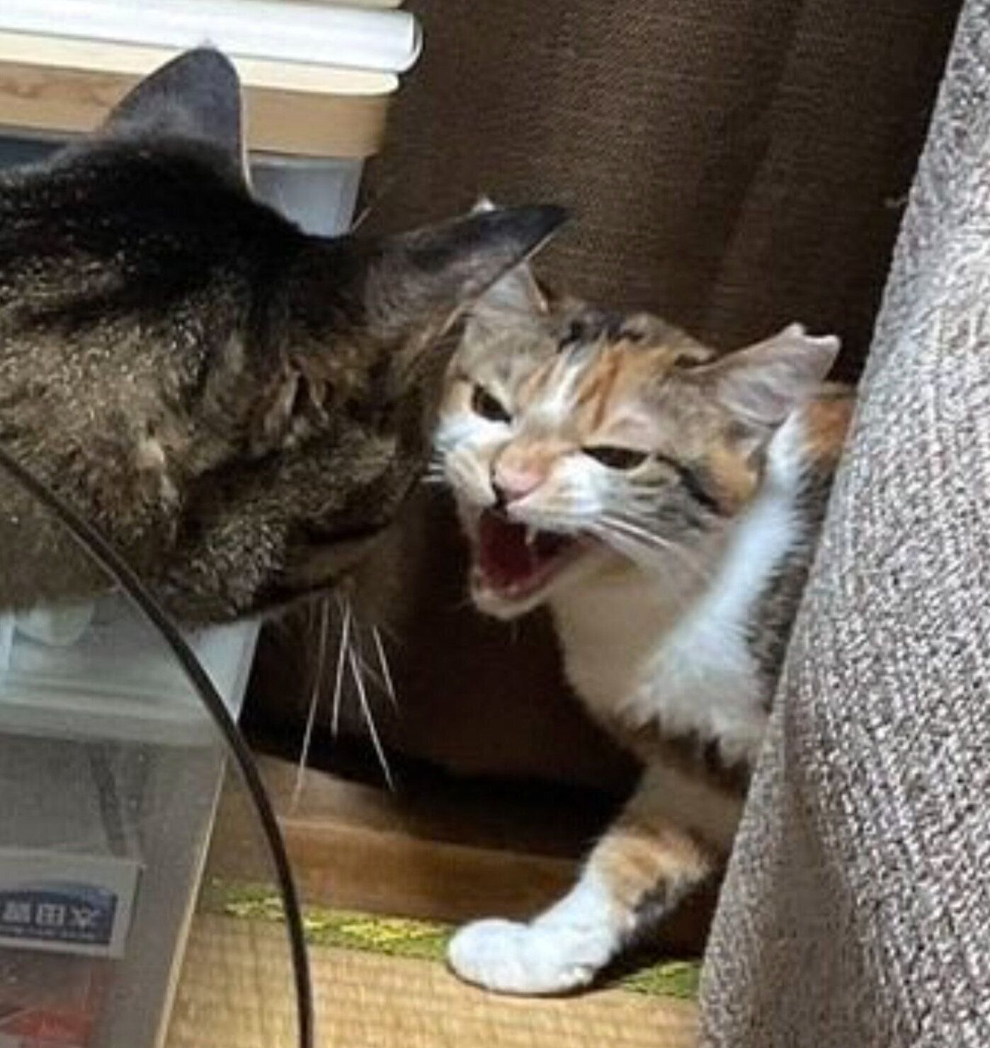 お迎え初日のみちょちゃん