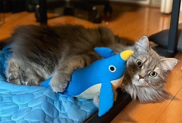 ペンギンを抱える翠ちゃん