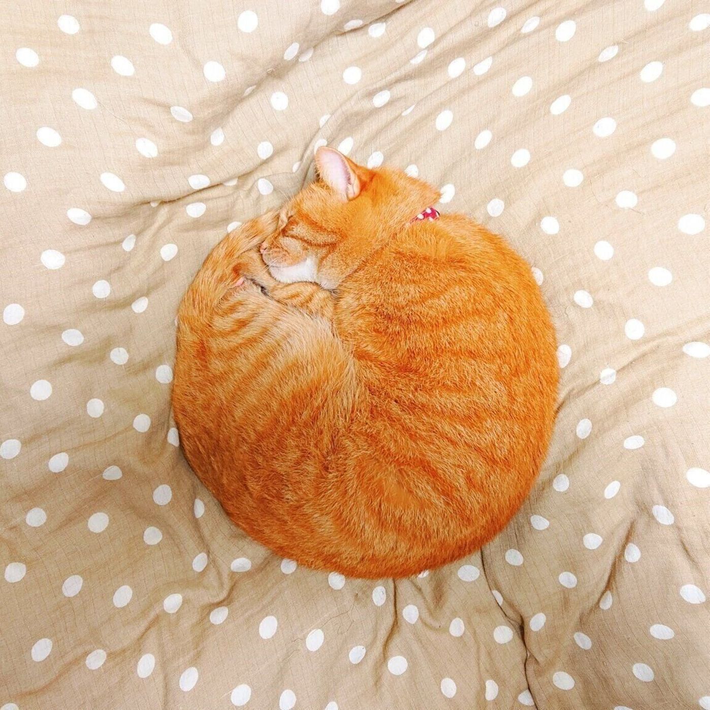 Twitterで観測 話題の猫画像 スーパーニャーン とは定番ニャン語の別名だった ねこのきもちweb Magazine Twitterで観測 話題の猫画像 スーパーニャーン とは定番ニャン語の別名だった ねこのきもちweb Magazine