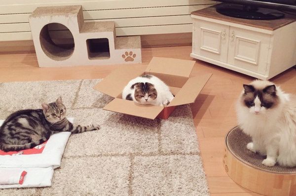 謎の会議をする猫