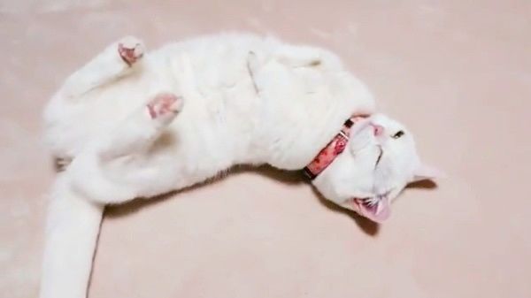 脱力するマンチカン