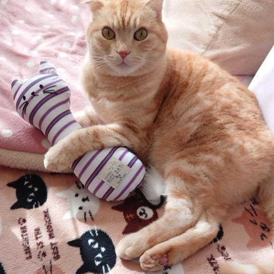 一心不乱な姿がかわいすぎる 猫が けりけり する理由は ねこのきもちweb Magazine 一心不乱な姿がかわいすぎる 猫が けりけり する理由は ねこのきもちweb Magazine