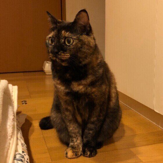 サビ猫のポンちゃん