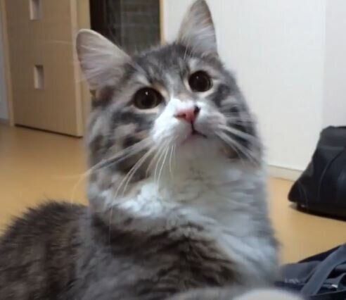 目隠し の先が気になる キョトン顔で飼い主さんの手を避ける姿が可愛すぎる猫 ねこのきもちweb Magazine