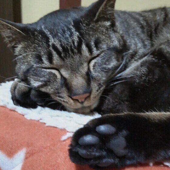 眠るMIXの男の子