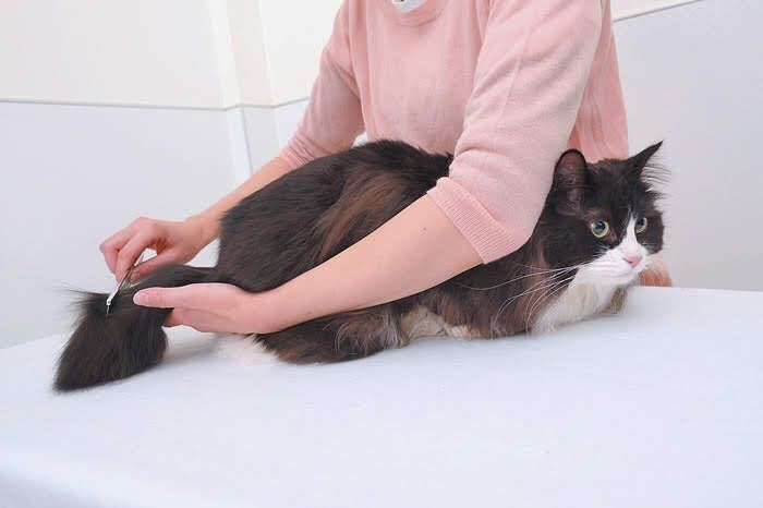 しっぽのブラッシング