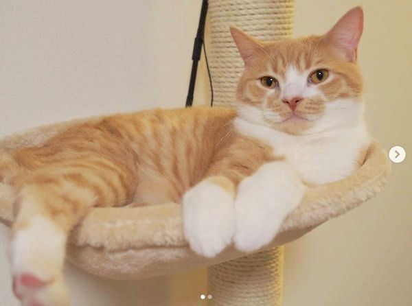 ブリティッシュショートヘアのにゃあ祐くん