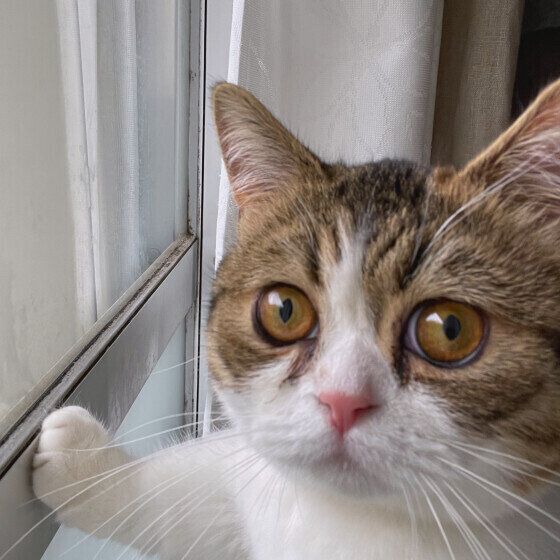 窓から外を見るムギちゃん