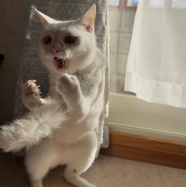 「かかってこい！」というような格好になるリリーちゃん