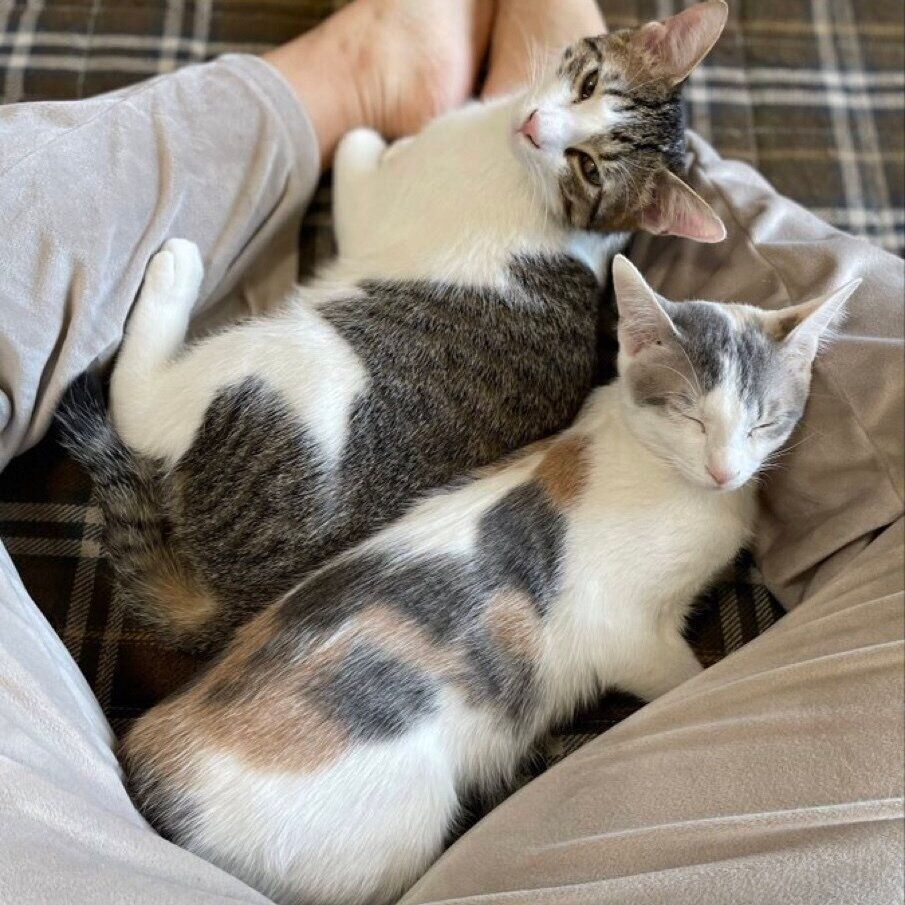 お迎えしたばかりの頃のくろみつくん、しらたまちゃん