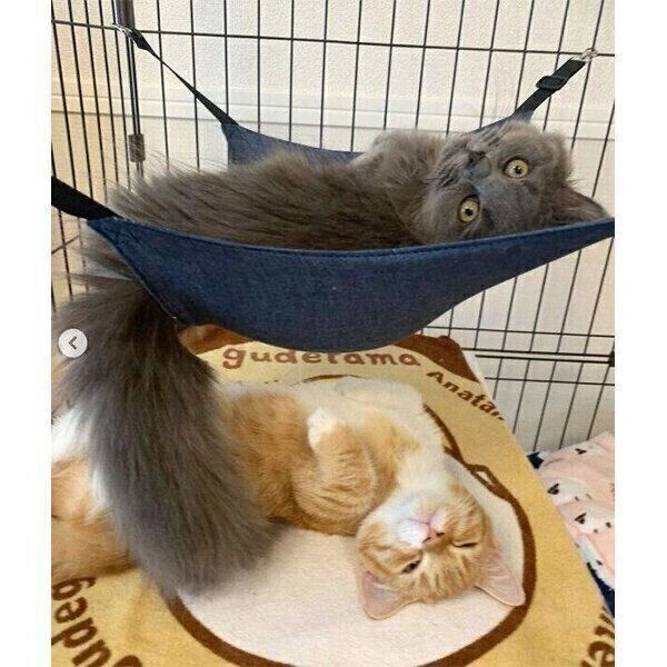 ゴロゴロしながら飼い主さんを出迎えるアオくん、ウニちゃん