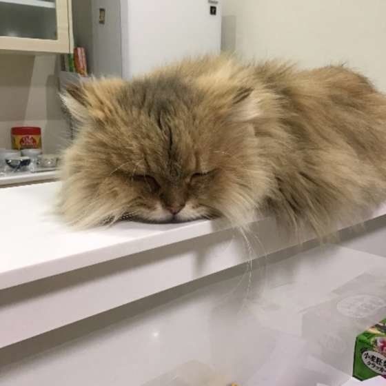 カウンターで寝るペルシャ