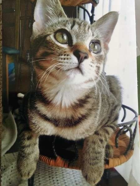 MIUちゃん MIX　キジトラ