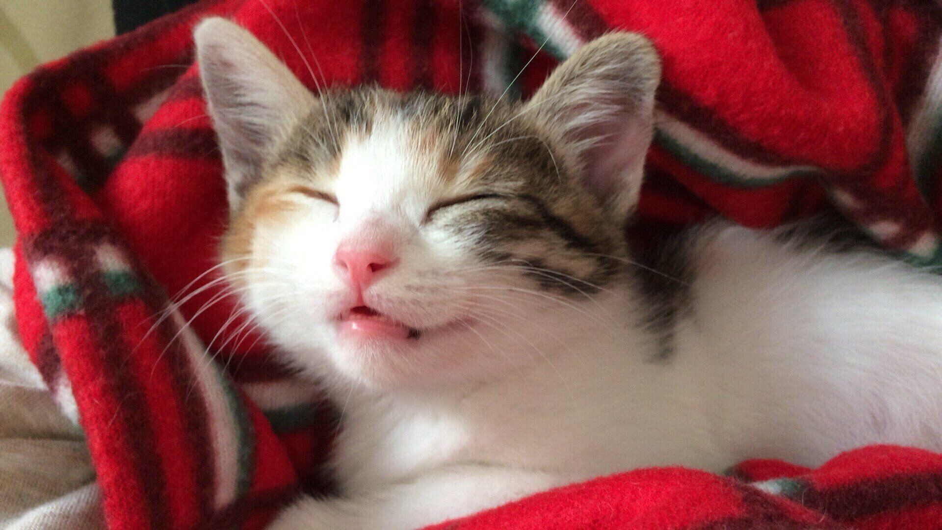 子猫時代のミャアちゃんの寝顔　かわいすぎる