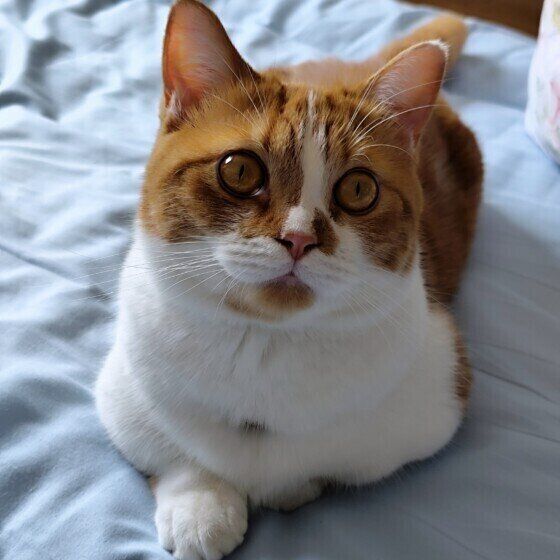 マンチカンのマロンくん