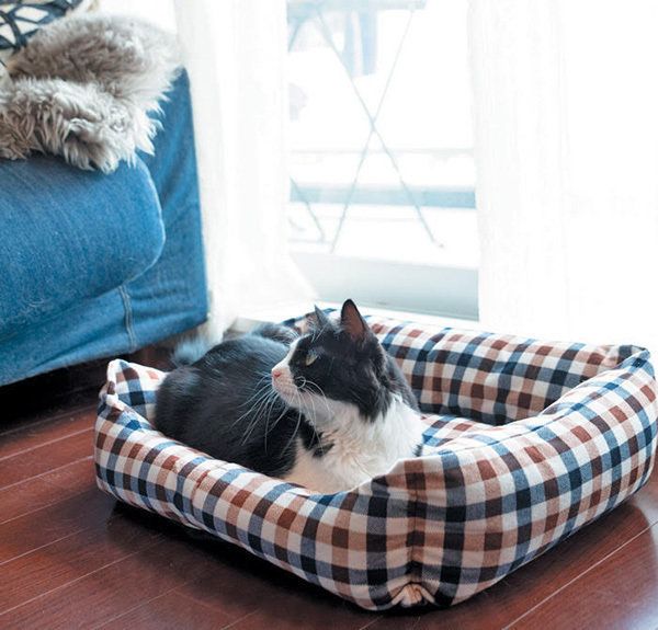 くつろぐ猫／2018年１1月号「ねこのきもち」