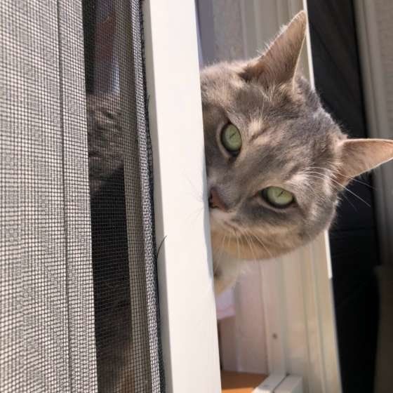 サバトラ猫のトラウンソンくん