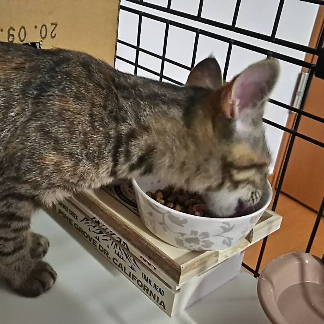 大きくなった愛猫へのプレゼント