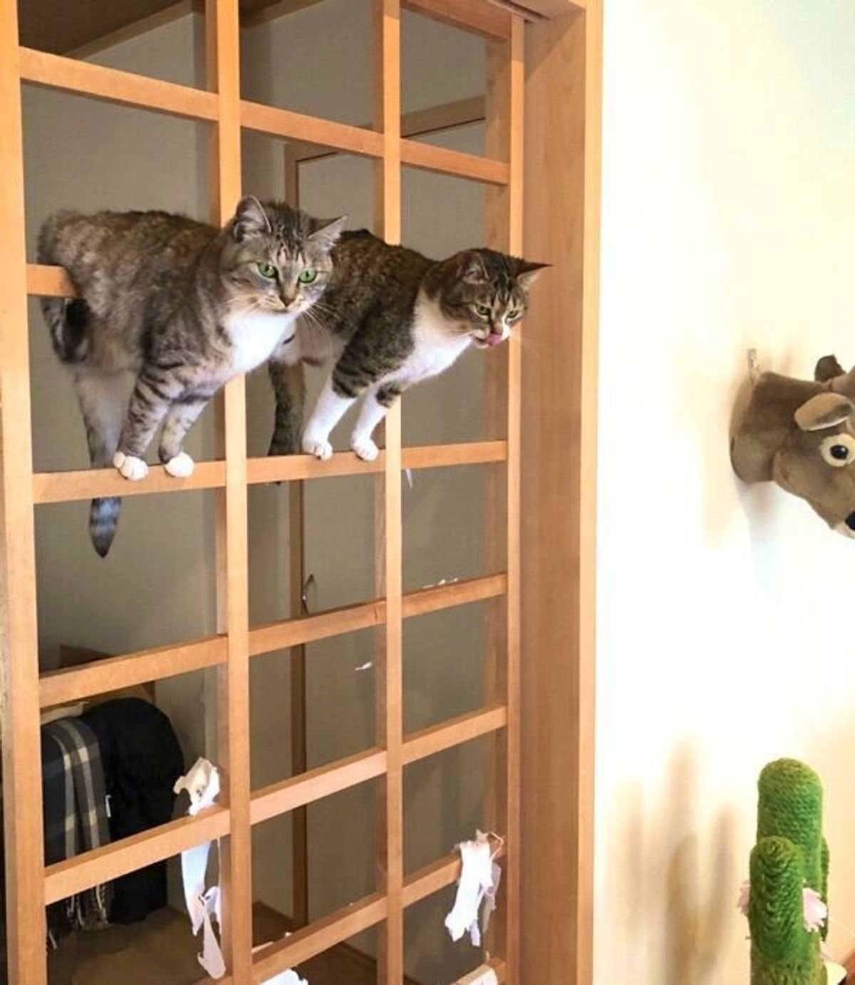 破れた障子を張り替えようとしたら ニャンズが登場して まさか の事態に 笑 ねこのきもちweb Magazine 破れた障子を張り替えようとしたら ニャンズが登場して まさか の事態に 笑 ねこのきもちweb Magazine