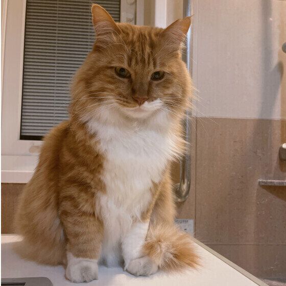 まる  MIX茶×白お風呂のドアに張り付いて