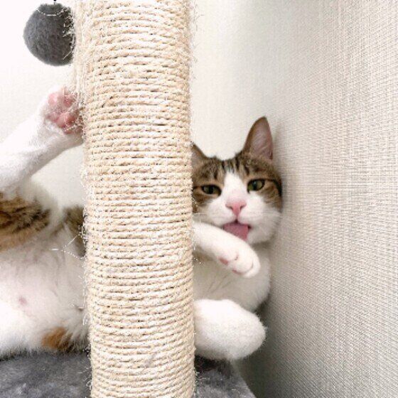 茶白猫の五郎ちゃん