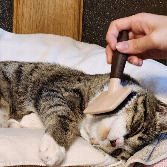 キジトラの幸来ちゃん