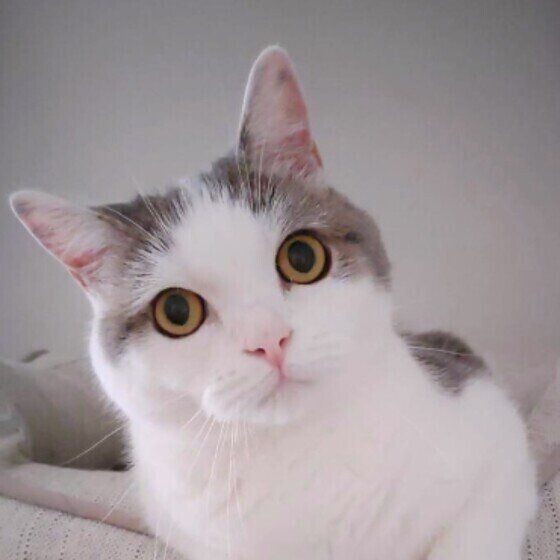 首を傾けて左斜め上をじっと見つめる目がまん丸のスコティッシュフォールド