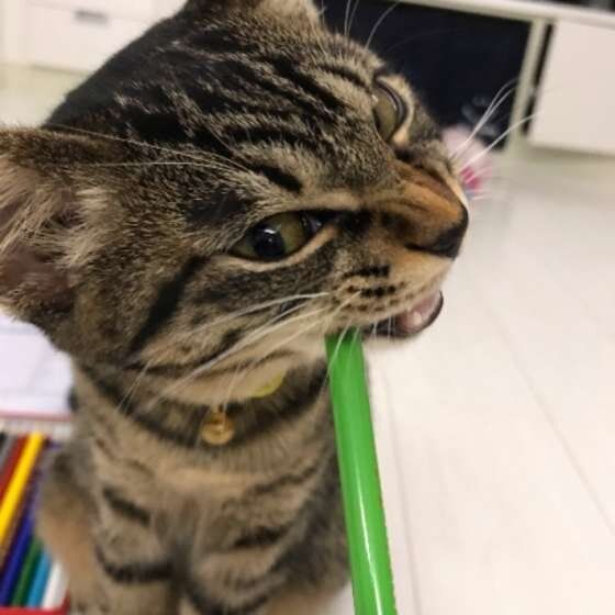 鉛筆にジャレル猫（MIX、メス）