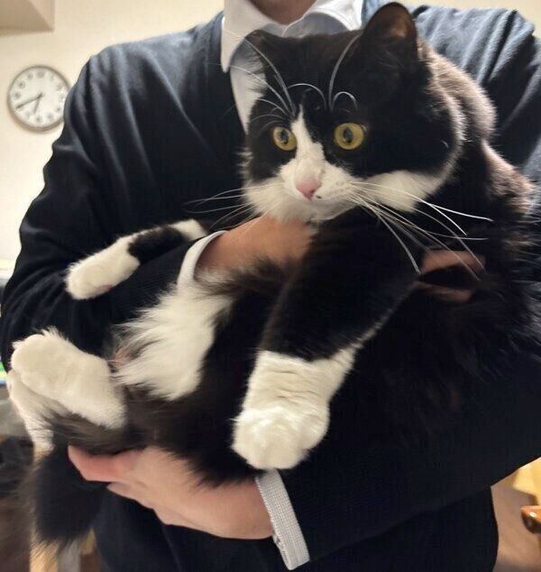 おててがぬいぐるみのようなテトちゃん