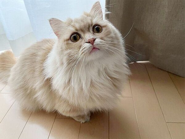 見つめるモニくん