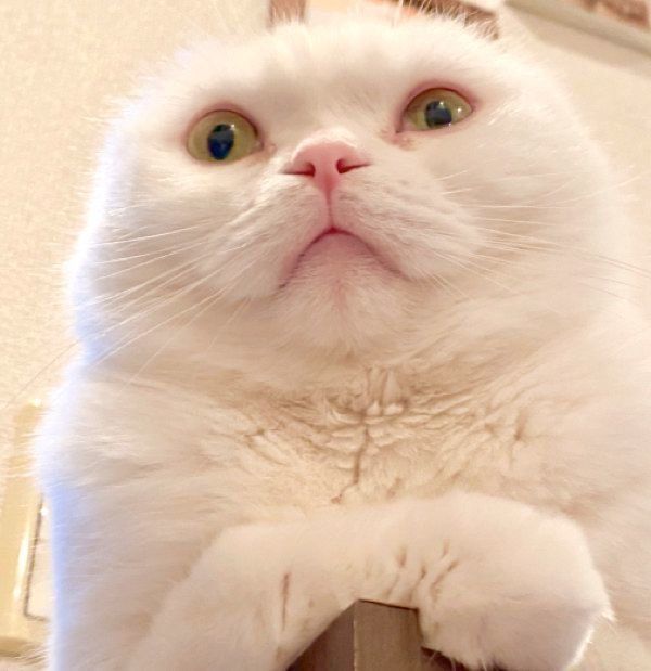 まんまる顔がキュートなむくちゃん