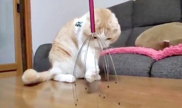 ヘッドスパワイヤーが気になるうなぎちゃん