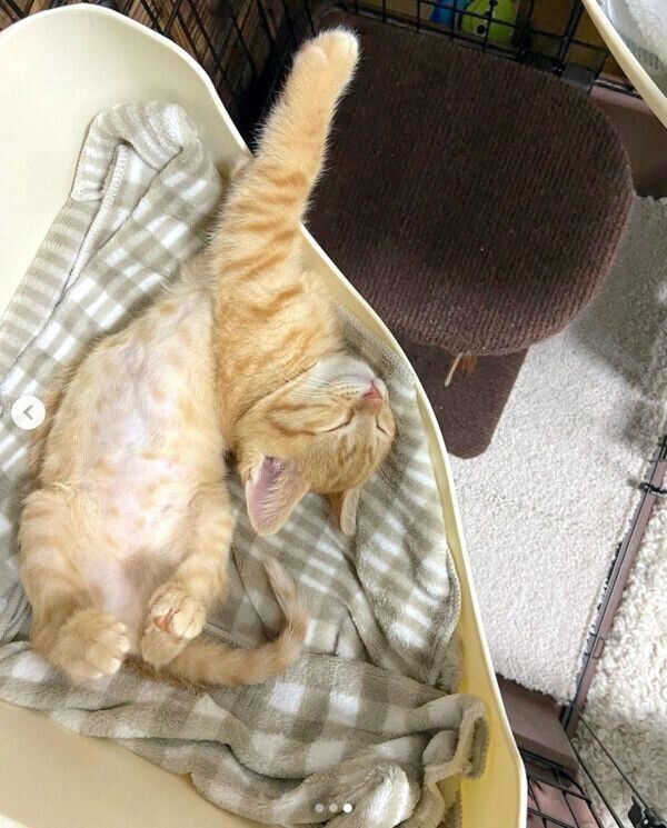 子猫とは思えない貫禄があるみゃおちゃん