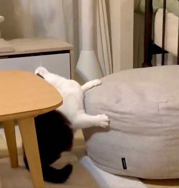 なにかと戦うおもちちゃん