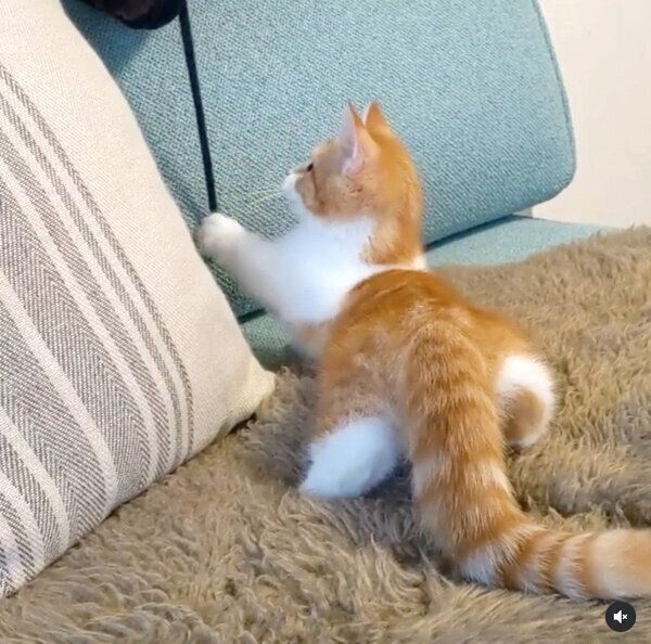 おしりがキュートな子猫時代のむぎちゃん