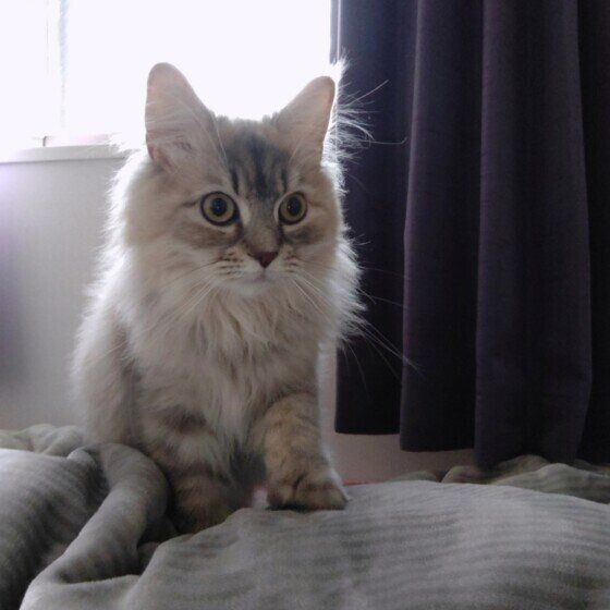 フミフミするラガマフィンのランちゃん