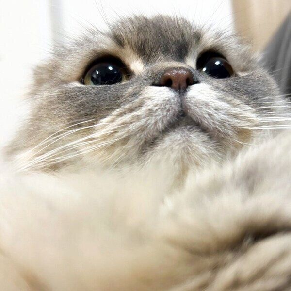 まんまるな目で飼い主さんを見つめるつくねくん