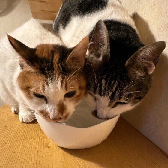 仲よく水を飲む鈴ちゃんたち（MIX）