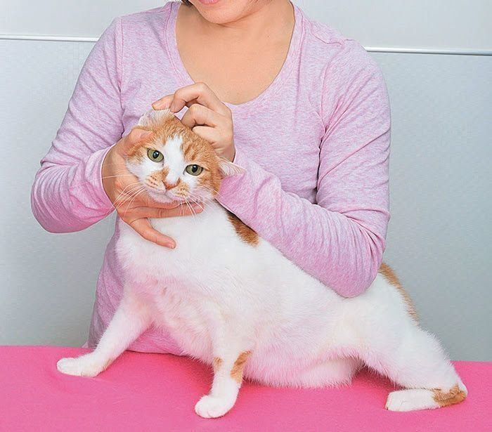 耳を見られる猫