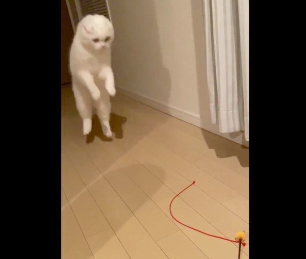 謎のジャンプをするむくちゃん