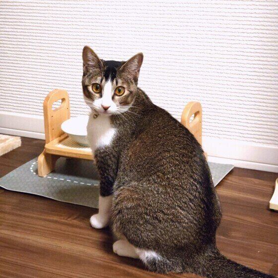 MIXキジトラのこまめちゃん