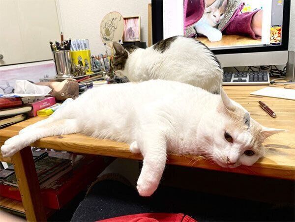 作業机を占拠した猫たち