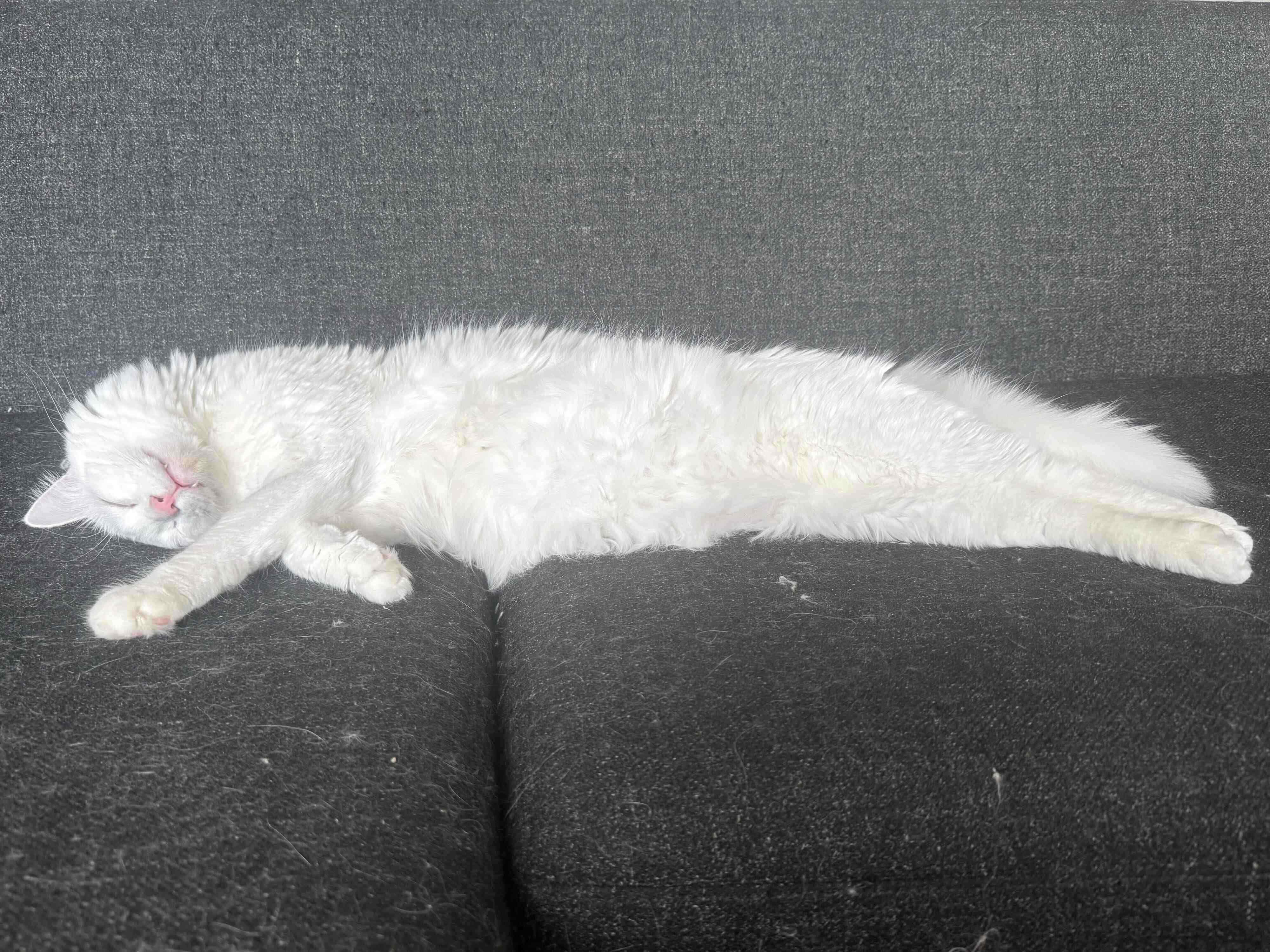 ソファで寝ている猫