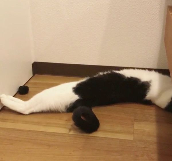 謎の遊びをする猫