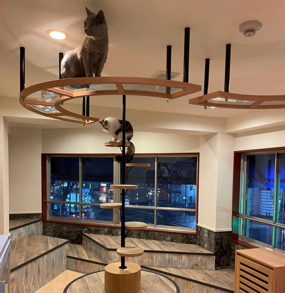 立体的な造りのキャットタワー＆ウォーク