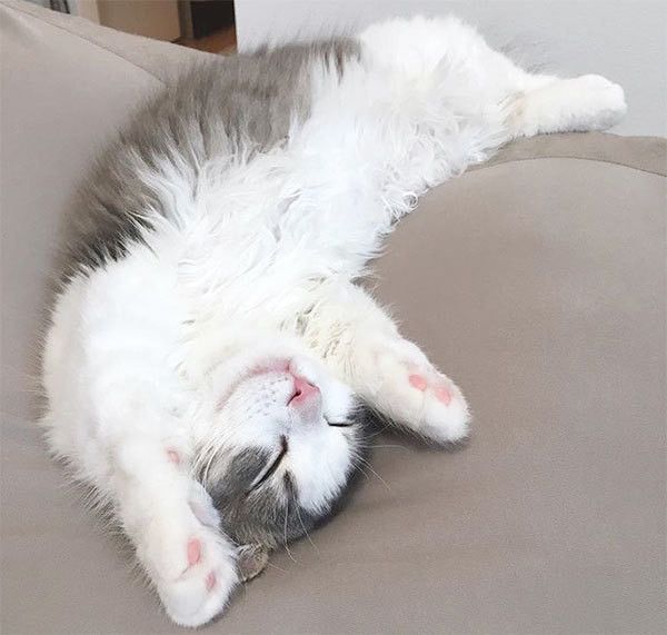 眠るマンチカン