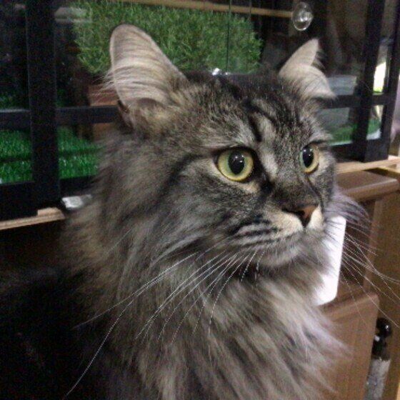 凛々しい顔のサイベリアンの才太郎くん